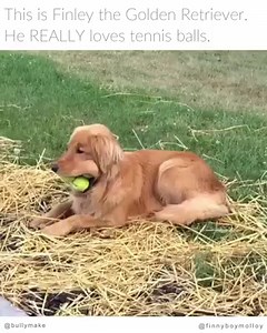 He started doing it all on his own and now he can't stop 🤷 | BULLYMAKE