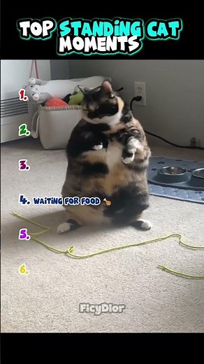 Top 6 Standing Cat Moments 🐱🦴