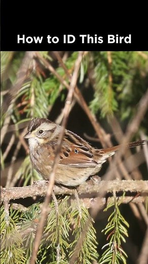 Can you identify this sparrow?