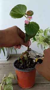 Begonia prunning 🌱 . . #begonia #garden #gardening #plants #flowers #reels #trendingreel #trendingreels #trendingreelvideos | Gardening Ideas