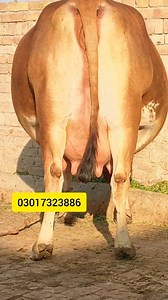 120K views · 3K reactions | پیور جرسی گائے فار سیل 10 دن باقی لوکیشن پاکپتن شریف #PureJersey #cow #reel #jersey #sahiwalcow | Pakpattan Animals Tv | Facebook