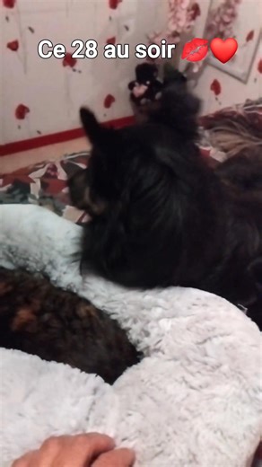 Les aventures de MODJO on Reels