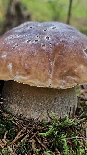 King Boletus 2025 România #king #Boletus #edulis #hribi #hrib | APUSENII SĂLBATICI