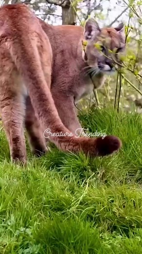 14K views · 219 reactions | Pet and wildlife | Creature Trending | Facebook