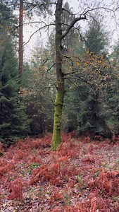 20K views · 2.7K reactions | I LOVE this time of year for taking photographs, the last of the autumn leaves still doing its best to hold onto the trees. But having dropped enough to reveal the shapes and moss underneath  It’s makes for some interesting imagery  #forestphotography #sonyalpha #woodlandphotography | Lee Cooper Photography | Facebook