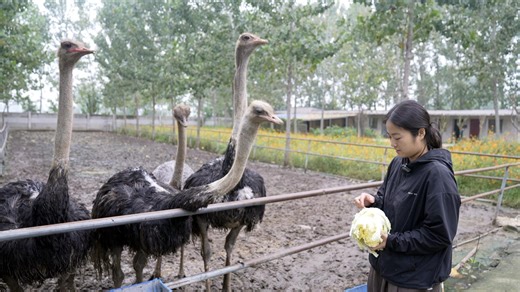 Viral ostrich farmer climbs up the e-commerce pecking order