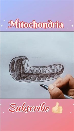 Mitochondria Diagram | Class 11 Biology Drawing #biologydiagram