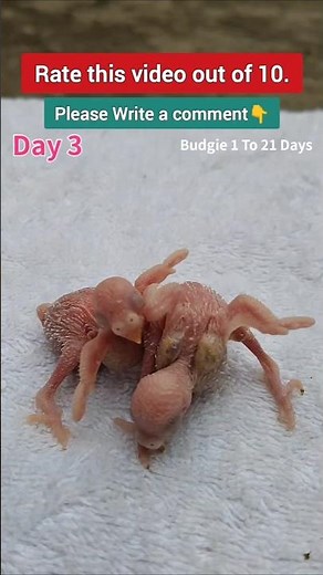 Bird's Life Cycle: 1 to 21 Days ❤️ Budgie Growing Up #cute #pets