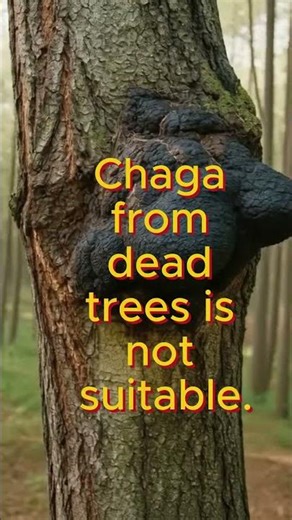 How to Harvest Chaga.