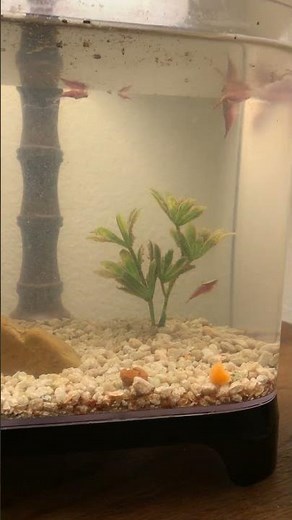 Plenty of food for the triops! #triops