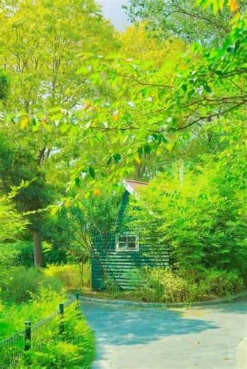 Hidden Forest Path 🌿🏡 | Peaceful Nature Escape #NatureVibes #GreenEscape #RelaxingView