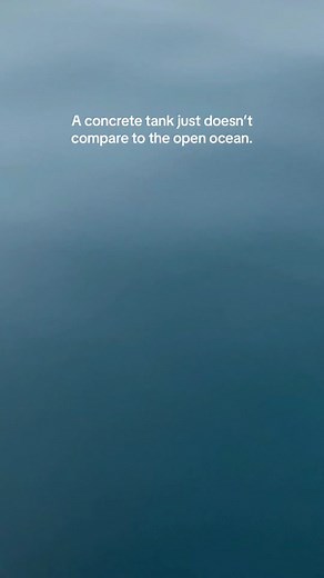 Keep them wild 🌊🐬 Dolphins are still being captured and exploited all over the world for the mRine park industry- head to Take Action at DolphinProject.com for ways you can help us stop this. #dolphin #dolphins #animals #orca #ocean #moana