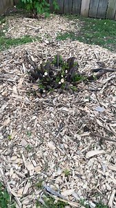 17K views · 428 reactions | These are my top 5 cold-hardy fruit trees...