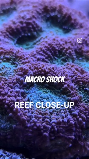 Macro Madness: Stunning Close-Ups of LPS & Gorgonian Corals! (Reef Tank Macro)