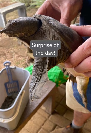 Discovering the Fascinating Soft Shell Turtle