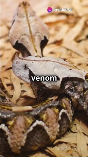 Meet the Gaboon Viper Nature's Master of Disguise