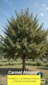 Almond tree types 1 1/2