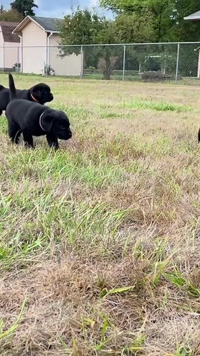 3.8K views · 61 reactions | Northwest Battle Buddies’ puppy foster program provides a unique opportunity for volunteers to assist with our very important life-changing mission. ⁠ ⁠ We are always on the lookout for more puppy fosters! If you are located in WA, OR, ID, WY, or MT you are eligible to apply to be a foster. ⁠ ⁠ Visit the link below to apply to be a foster today!⁠ https://northwestbattlebuddies.org/nwbb-puppy-foster | Northwest Battle Buddies | Facebook