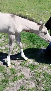 12K views · 966 reactions | Splash white grulla filly outside for the first time! By our AQHA grulla stallion All Dun In Silver. Please join our Shining C Grulla Horses Foaling Updates group on Facebook for photos and video of all of our new babies <3 www.shiningchorses.com | Shining C Grulla Horses | Facebook