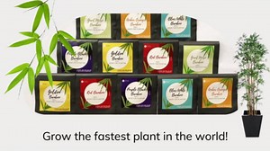 200+ Bamboo Seeds - Giant Japanese Timber Bamboo | Bambusa Oldhamii Clumping Bamboo Seeds for Planting