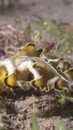 61K views · 834 reactions | Flatworm #flatforms #underwaterworld | Ocean Reality Channel | Facebook