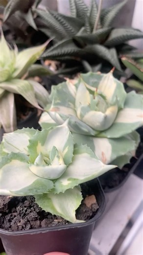 Rare Agave Raijin Shiro Nakafu Baby Clone Revealed! 雷神🌵✨#nature #plants #garden