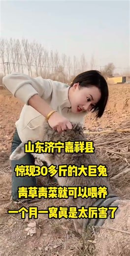 山东济宁嘉祥县！惊现30多斤大巨兔，一个月一窝，真是太能生了。 #三农创业养殖 #有趣的动物 #磁力万和 #兔子养殖