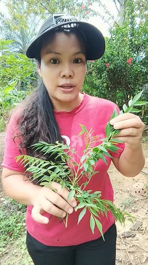 Air rebusannya digunakan untuk cuci luka kecil, gigitan serangga dan ruam sebab sifatnya antibakteria dan anti-radang. Kadang jawapan untuk rawatan semula jadi tu, cuma ada kat dapur ja #viral #natural #health #malaysia #rawatanalternatif #daunkari | Saline Mislun