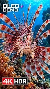 Beauty of 4K HDR Nature Short | An Incredible Underwater World — OLED Demo