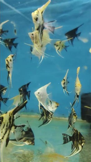 “Beautiful Angelfish Collection | Aquarium Lovers Must Watch!”