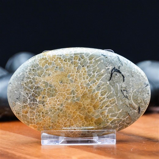 Java Fossilized Coral Palm Stone - Etsy