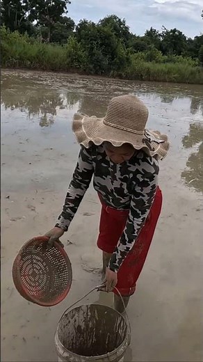Amezing Fishing In Cambodia Amazing Traditional Cast Net Fishing Battambang in Cambodia 2025 19