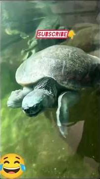 Different Animal Reactions Caught on Camera| Funny & Shocking Moments