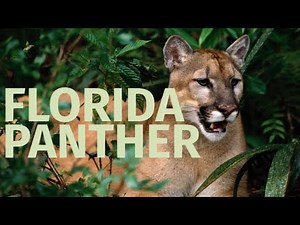 National Wildlife Week 2022: Florida Panther