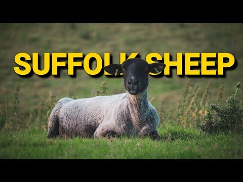 Suffolk Sheep ~ 17 Facts About Suffolk Sheep that you didn't know ~ #crittergospel