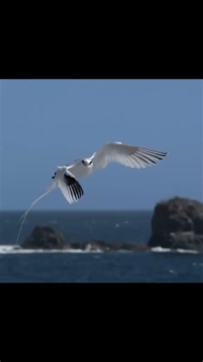 2.6K views · 27 reactions | These "pirate birds" don't fish - they steal midair. #animallover #birdfacts #frigatebird #tropicbird #wildlife #AnimalFacts #naturefactsf #fyp | Featheredsoul | Facebook