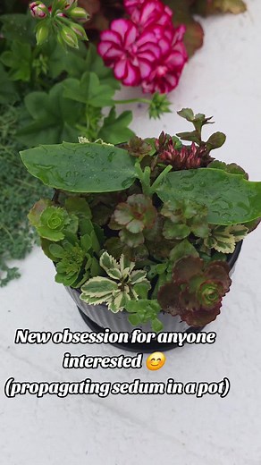 Propagating Sedum in a Pot: A Fun Gardening Project