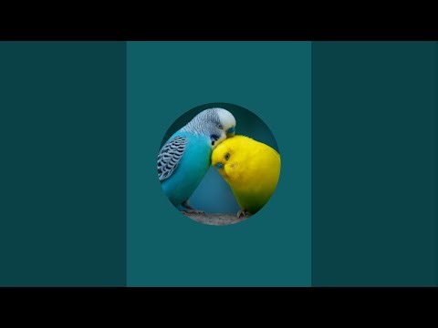 Relaxing music for stress relief birds chirping #budgie #lovebirds #viralvideo
