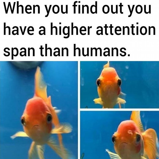 Reddit Meme Compilation | #4