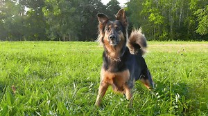 178K views · 221 reactions | Dog owners are funny people. Here are some of the weirder things that dog owners do and why they should stop. | Sun Gazing | Facebook