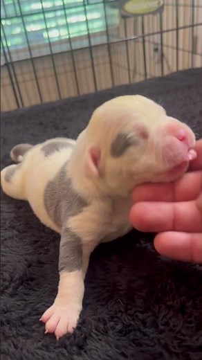 *SOLD* Blue Pie Bald Female Pocket Bully Puppy For Sale 1 week old