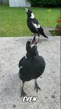 This Australian Bird Remembers Your Face… And Will Attack You Next Season 😱 #shorts#facts#magpie