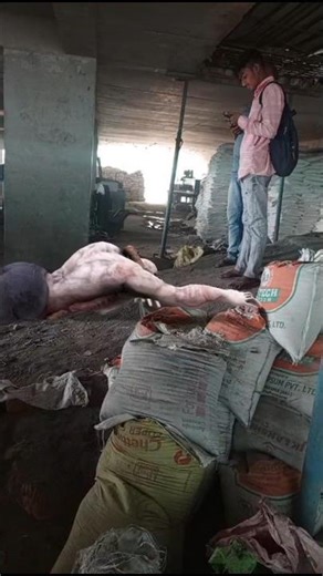 wolf howling saund#wolf #wildlife #horror #trending #viral