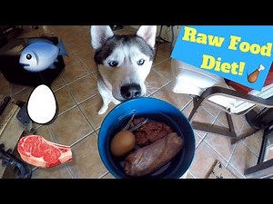 My Husky Eats Raw Food! - Gohan's New Diet!