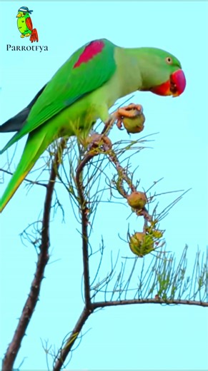 Indian RingNeck Parakeet so Adorable 🥰 #parrot #parrots #smartbird #birds #parrot #photooftheday #birdlife #wildlifephotography #birdphotography #birds #birdlovers #parrots #smartbird #birdwatching | Parrotfya