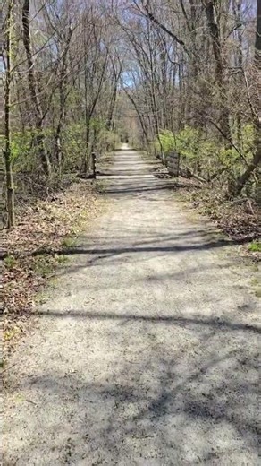 Quiet forest, light foot steps.