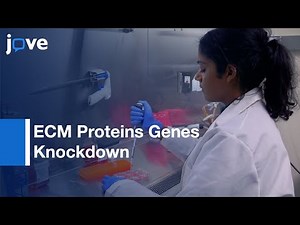 ECM Proteins Genes Knockdown in C2C12 Myoblast Cell Line by shRNA | Protocol Preview