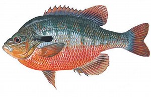 Redbreast sunfish - Alchetron, The Free Social Encyclopedia