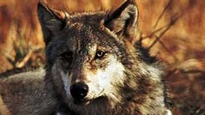 Israeli dogs participate in CA study on canine origin | The Jerusalem Post