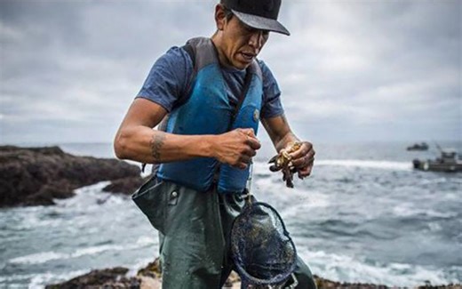 全球最贵的海鲜之一：近1万元一斤，猎手为了钱用生命去捕捞！